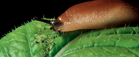 slug and Pieris caterpillars
