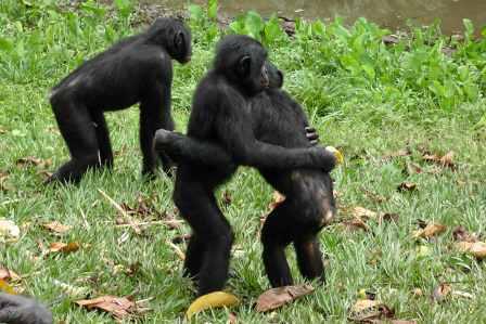 6-Bonobo calins_Emilie Genty.jpg