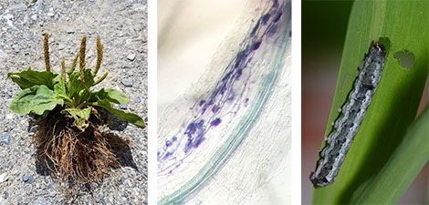 interactions tripartites entre plante, champignon, et insecte