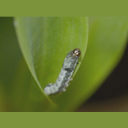 Spodoptera littoralis on a maize leaf
