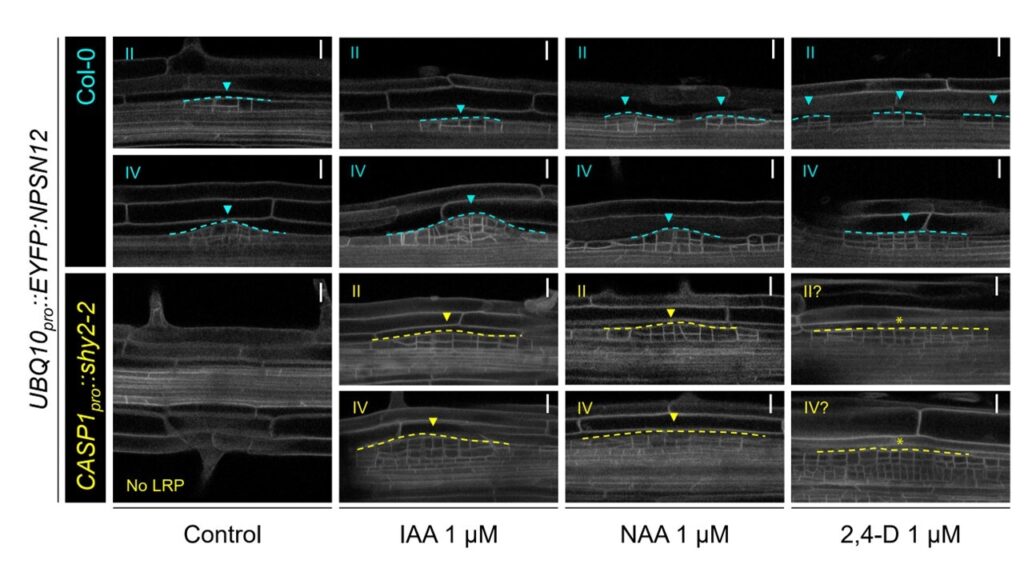 Auxin Regulated Intercellular Communication During Lateral Root